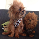 Illustration for article titled Here Are the Pets that Won a emStar Wars/em Look Alike Contest